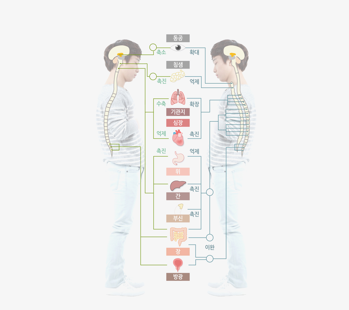 교감신경,보교감신경 비교 이미지