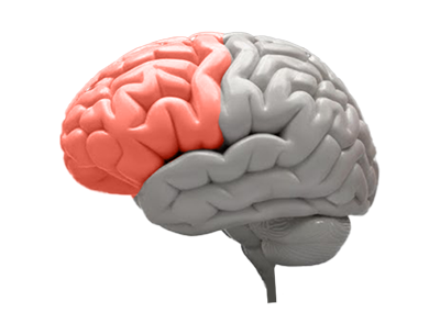 전두엽 염증 ADHD 발생 이미지