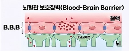 bbb 뇌혈관 장벽 장누수증후군
