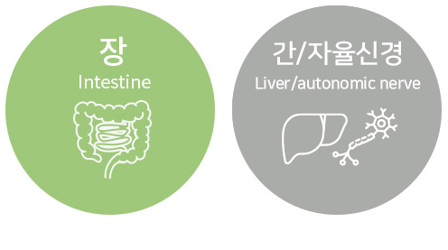 장을 치료해서 간과 자율신경을 치료한다