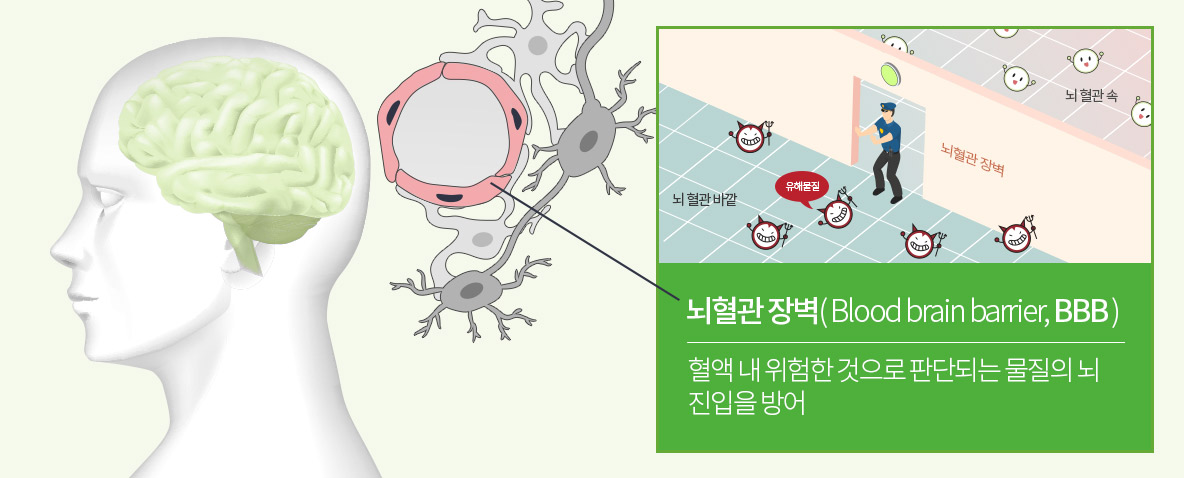 뇌혈관 장벽( Blood brain barrier, BBB ) 혈액 내 위험한 것으로 판단되는 물질의 뇌 진입을 방어