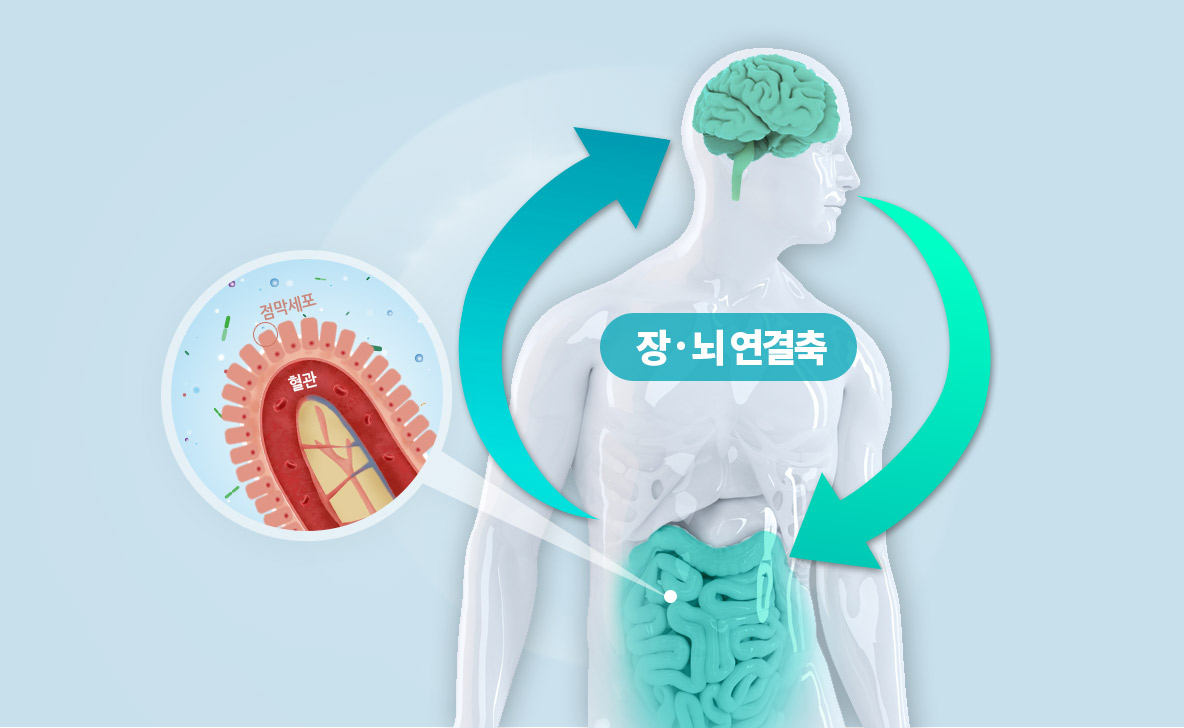 장 뇌 연결축 사진