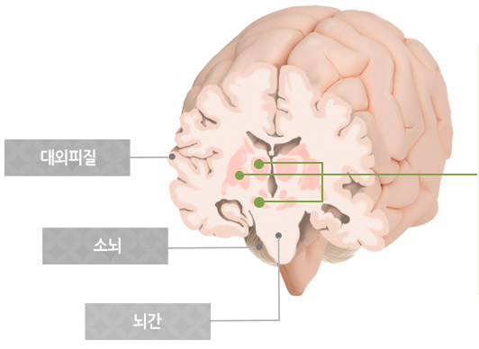 대외피질, 소뇌, 뇌간