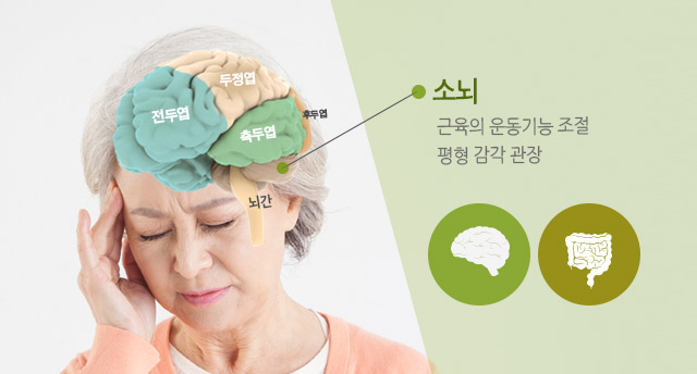  소뇌 근육의 운동기능 조절 평형 감각 관장 이미지
