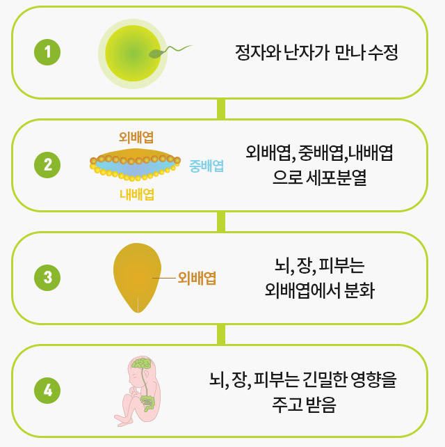 정자와 난자가 만나 수정- 외배엽, 중배엽, 내배엽으로 세포분열, 뇌, 장, 피부는 외배엽에서 분화, 뇌, 장, 피부는 긴밀한 영향을 주고 받음 이미지
