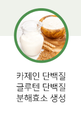 카제인 단백질, 글루텐 단백질, 분해효소 생성