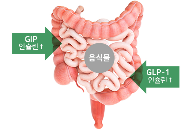장에서 인슐린 호르몬 분비
