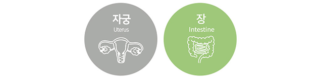 여성생식기관 자궁&장 이미지
