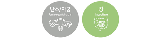 여성생식기관 자궁 난소&장 이미지