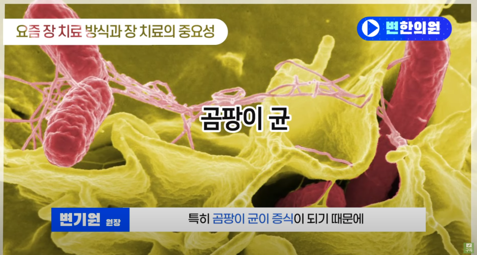 곰팡이균 이미지